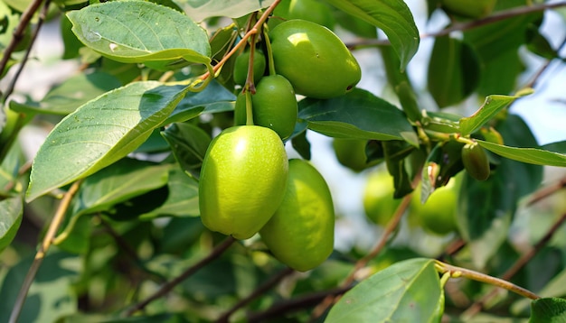 Fresh green jujube on jujube tree