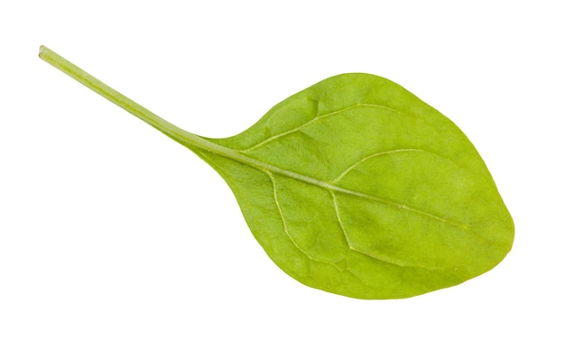 Fresh green leaf of baby spinach isolated on white