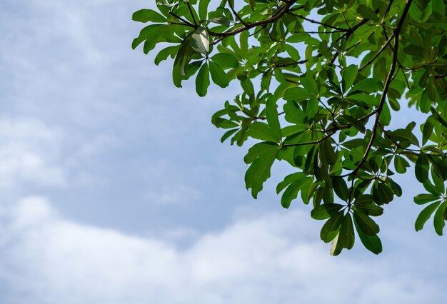 The fresh green leaf on blue sky with the cloud in the summer, front view for the copy space.