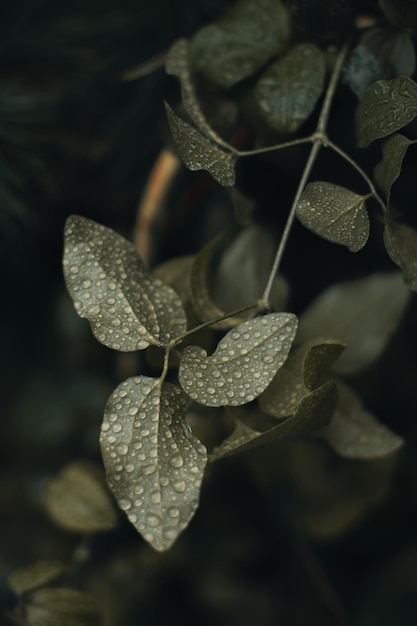 Photo fresh green leaf of a plant with raindrops growing in nature natural background organic