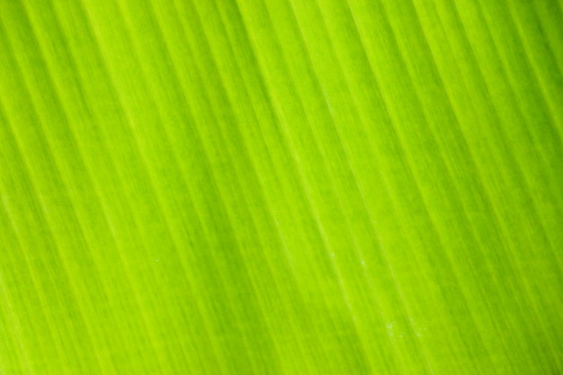 Fresh green Leaf texture background of banana leaf