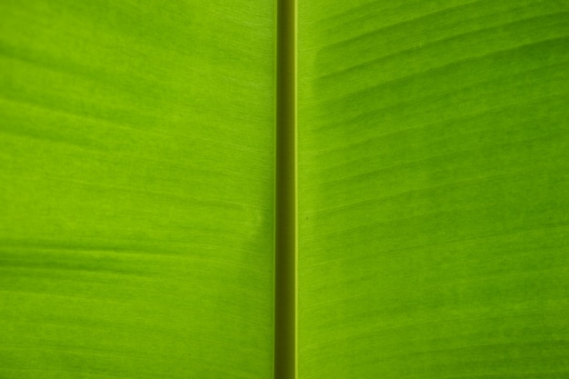 Fresh green leaf texture