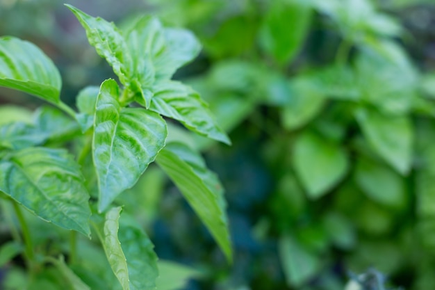 Fresh green leaves of aromatic great basil herb ocimum basilicum growing in a greenhouse beautiful natural background