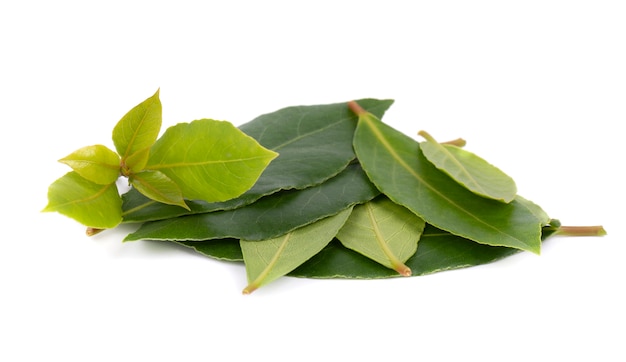 Fresh green leaves of bay leaf isolated on white . Laurus isolated.