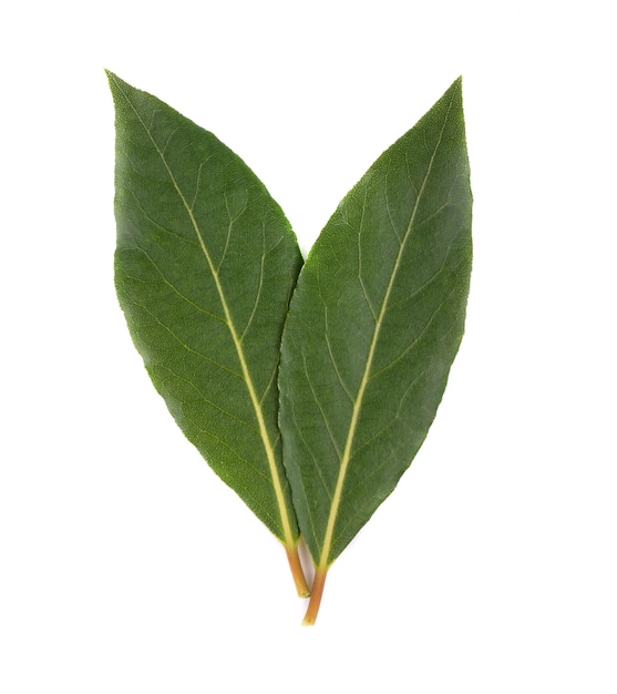 Fresh green leaves of bay leaf isolated on white . Laurus isolated.