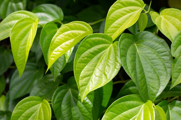 Fresh green leaves of betel plant growing in graden