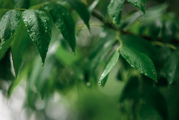 Fresh green leaves on the branches of the tree in drops of rain