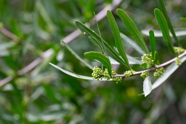 Fresh green leaves of Florida Holly Brazilian pepper tree Christmasberry tree Pepper tree Schinus Terebinthifolius on the branches in the organic garden