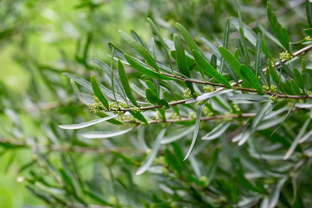 Fresh green leaves of Florida Holly Brazilian pepper tree Christmasberry tree Pepper tree Schinus Terebinthifolius on the branches in the organic garden