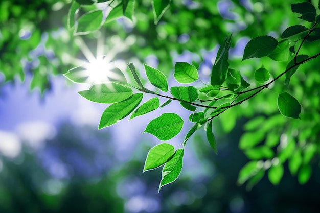 Fresh Green Leaves on Forest Garden Nature Environment with Sunlight under the Blue Sky