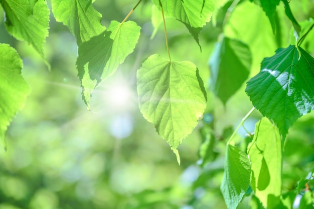 Fresh green leaves on the green backgrounds with sunlights and bokeh effect