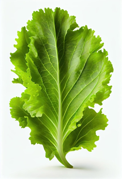 Fresh green leaves of lettuce vegetable salad isolated on white background with Generative AI Technology