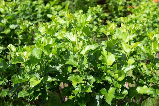 Fresh green leaves of mulberry tree in the garden