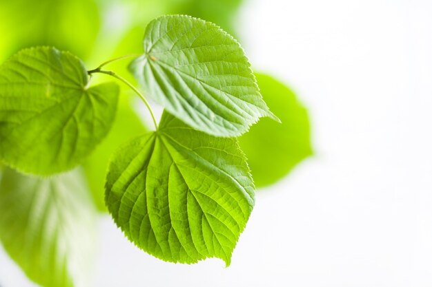 Fresh green leaves natural background