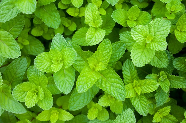 Fresh green leaves peppermint plant in growth at garden for backgrond herb