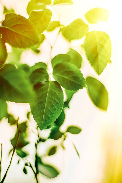 Fresh green leaves in spring