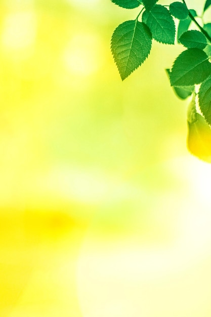 Fresh green leaves in spring