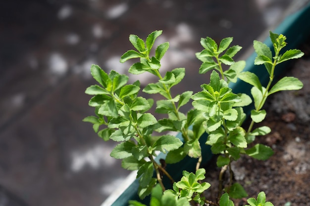 Fresh green leaves of stevia plant