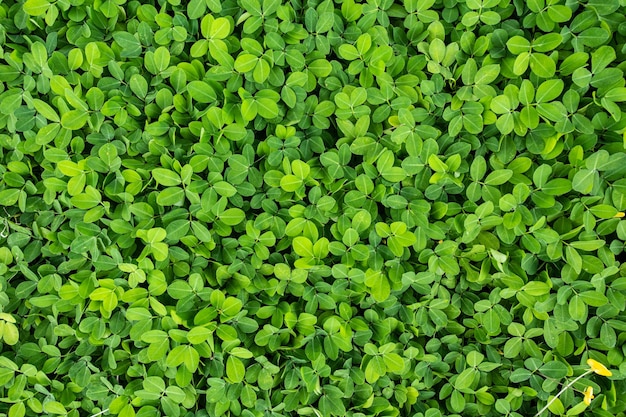 Fresh green leaves texture background