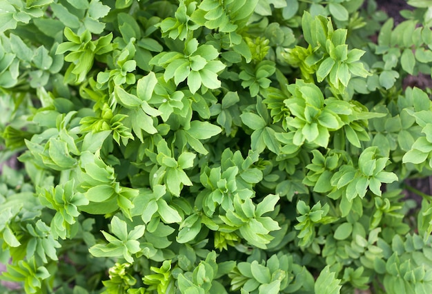 Fresh green leaves texture top view