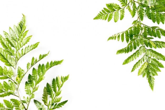 Fresh green leaves on white background. Flat lay, top view, copyspace