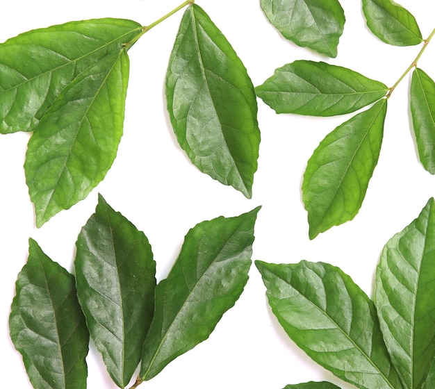 Fresh green leaves on white background