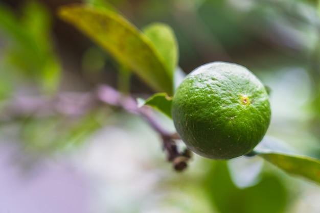 fresh green lemon on branch in the garden