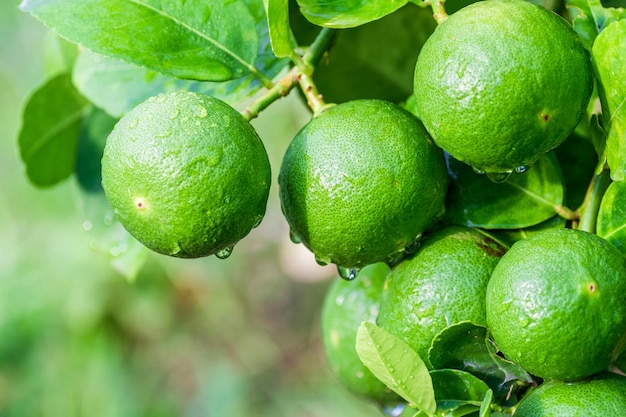 Fresh green Lemon fruit hanging from branch on Lemon tree garden and healthy food concept group of Lemon macro