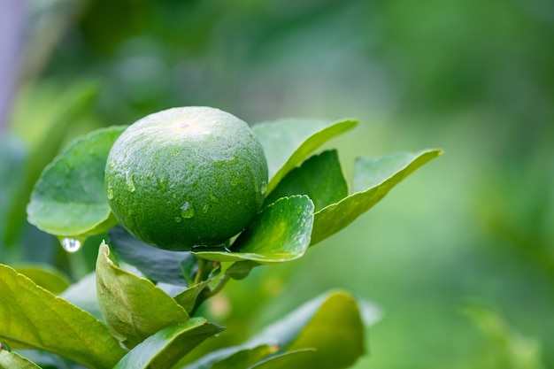 Fresh green lemons fruit hanging from branch lemons tree garden and healthy food concept group of lemons macro