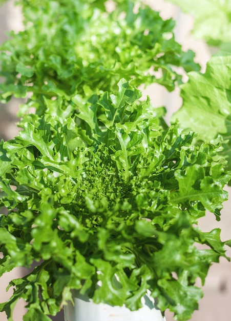 Fresh green lettuce grown in hydroponic systems