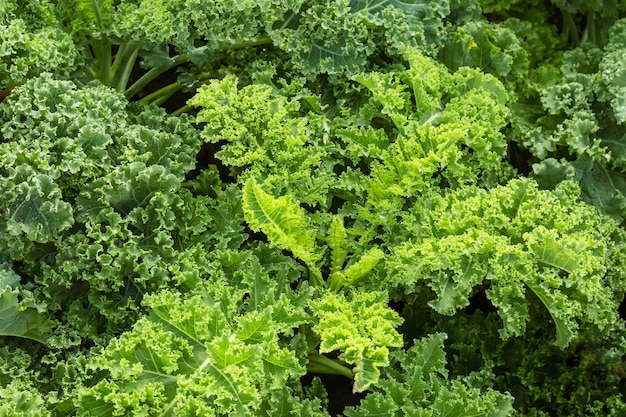 Fresh green lettuce leaves growth in garden Close up leaf kale lettuce salad plant hydroponic