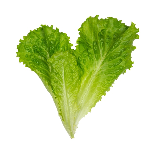 Fresh green lettuce leaves isolated on white background