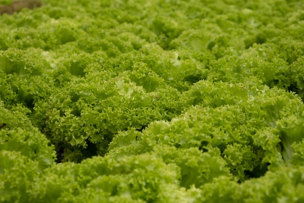 Fresh green lettuce ready to harvest from hydroponic installation in the green house