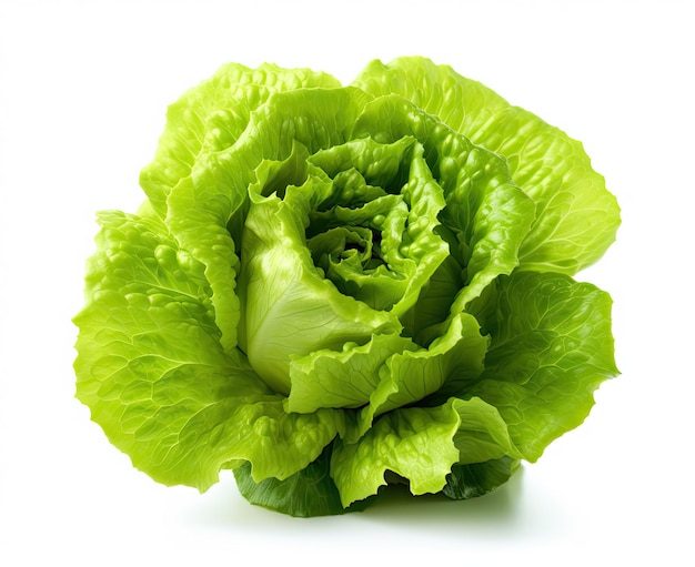 Fresh green lettuce salad leaves isolated on white background