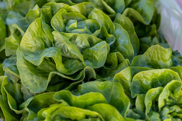 Fresh green lettuce