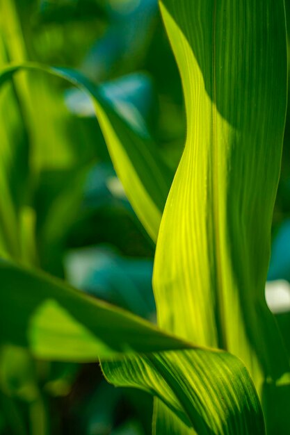 Fresh Green maize agriculture field