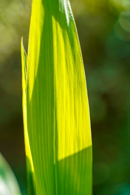 Fresh Green maize agriculture field