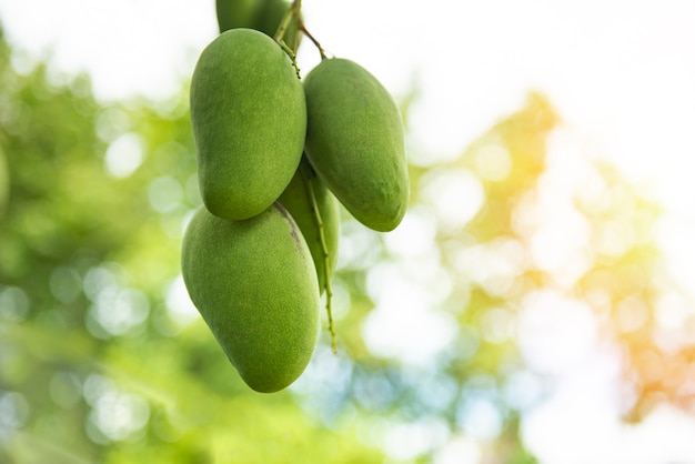 Fresh green mango fruit hanging on mango tree in the garden farm agricultural with nature green blur and bokeh  