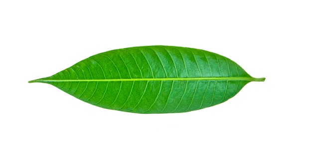 Fresh green mango leaves isolate on a white background