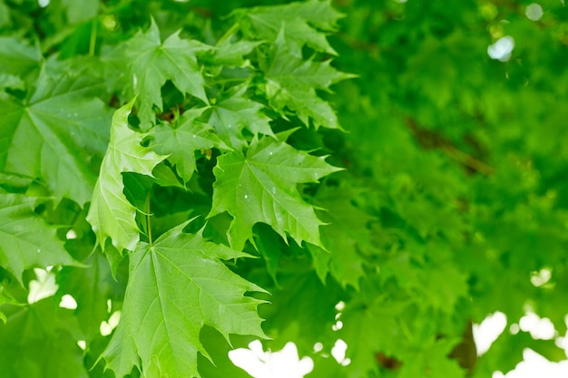 Fresh green maple leaves background with daylight