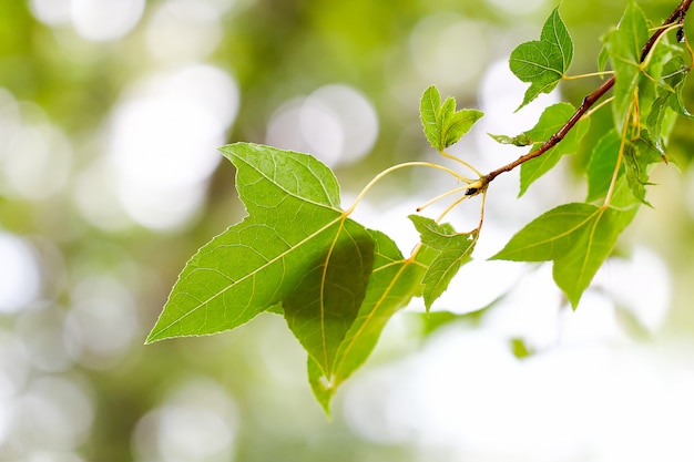 Fresh green maple leaves on the branch with daylight.