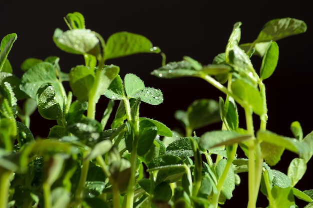 fresh green microgreen peas closeup