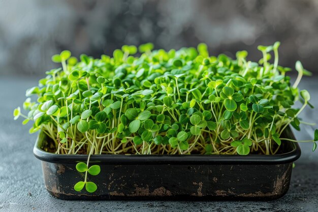 Fresh green microgreens growing in a black pot