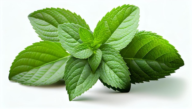 Fresh green mint leaves isolated on white background Close up of peppermint Full Depth of field