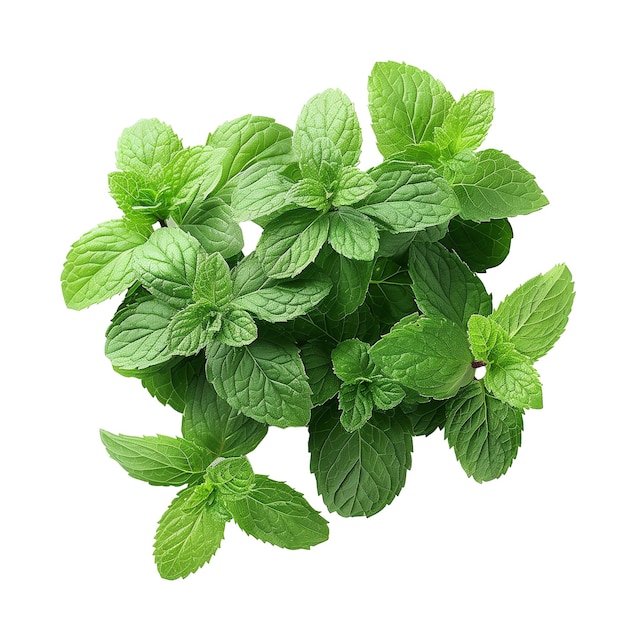 Fresh green mint leaves isolated on a white background ideal for culinary and wellness concepts and