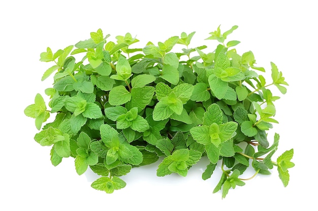 Fresh Green Mint Leaves Isolated on White