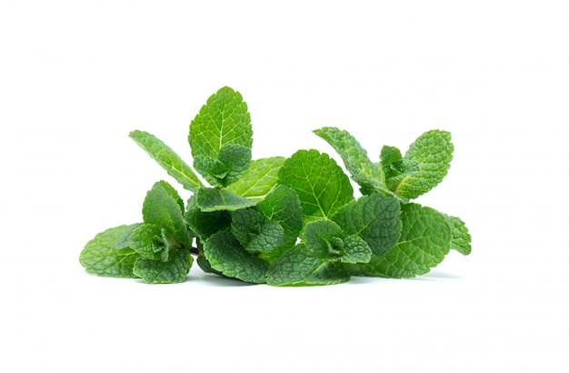 Fresh green mint leaves isolated