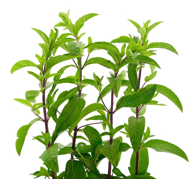 Fresh green mint leaves