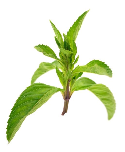 Fresh green mint leaves