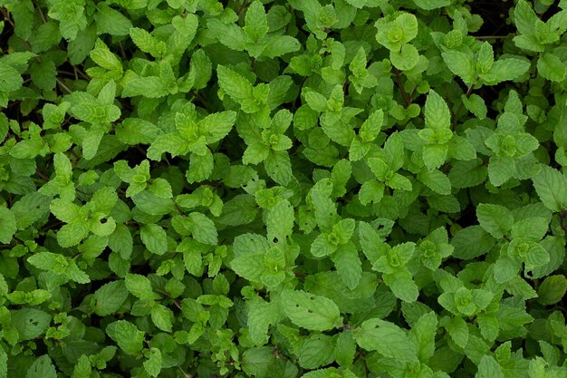 Fresh green mint plants in growth at fieldmint leaves